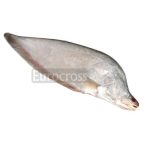 Eurocross Chital