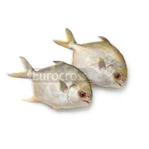 EUROCROSS GOLDEN POMFRET