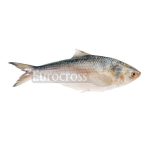 EUROCROSS HILSHA