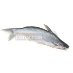 EUROCROSS PANGUSH