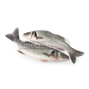 EUROCROSS SEABASS