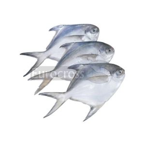 EUROCROSS SILVER POMFRET