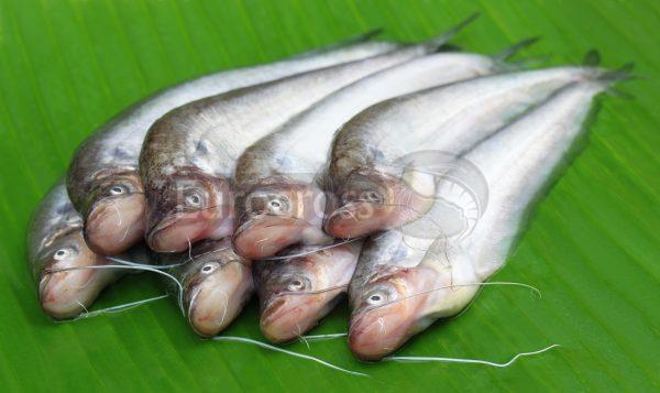 Fresh water Pabda fish of Bangladesh © Eurocross London 2021