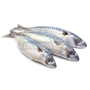 ATLANTIC MACKEREL © Eurocross London 2021