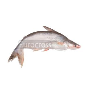 PANGASIUS © Eurocross London 2021