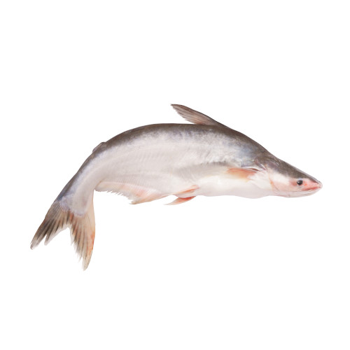 Pangasius 8001000g (Single Fish) Eurocross