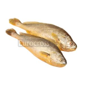 YELLOW CROAKER © Eurocross London 2021